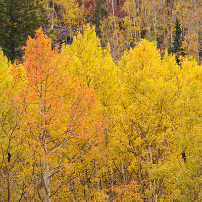 Orange Aspen