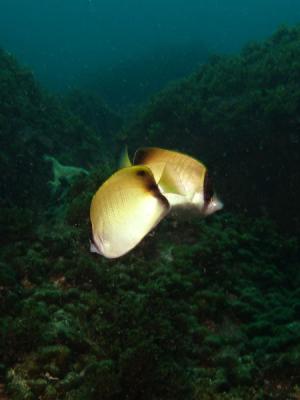 Peixes Borboleta