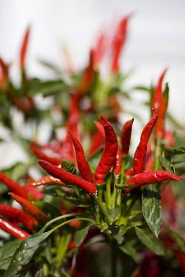 Red-Chili-Peppers-Moms-Gard.jpg