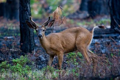 g3/95/556095/3/53468237.DeerYoungBuckHumeLake2.jpg