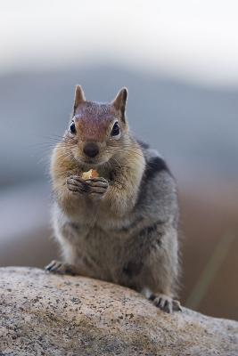 Chipmunk-2005-June-Lake-Tah.jpg