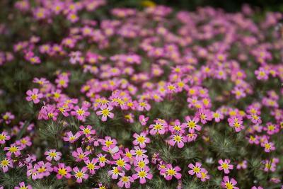 Wild-Flowers-Muir-Grove-Tra.jpg