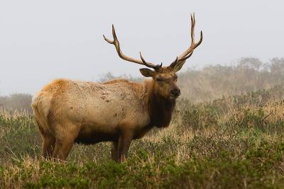 Elk-Buck-Point-Reyes2-12-29.jpg