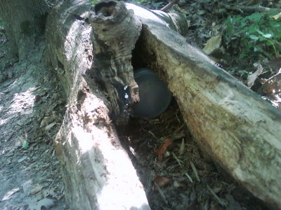 0079 Bigger than a 100 Acre Wood
