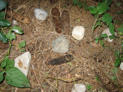 0092 It's Not a pine cone