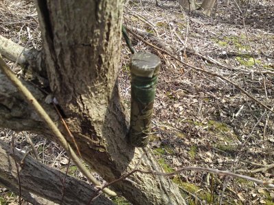 0262 Wild Garlic
