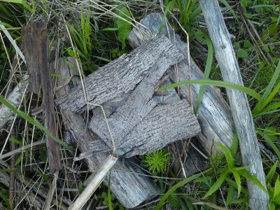 0436 Swamp Cache
