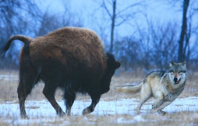 Bison chasing Wolf