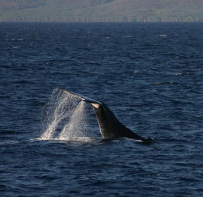 Whale Tail off of Lanaii
