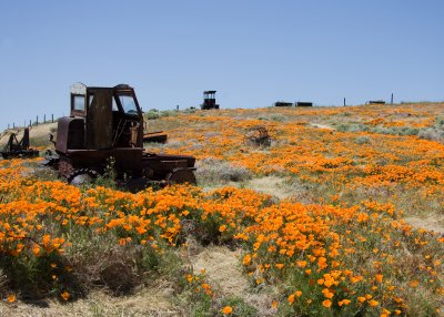 California Poppy's