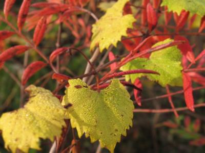 Leaf1.jpg