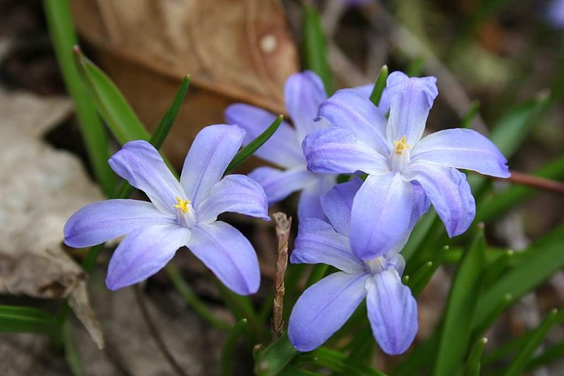 Et vous quel genre de fleur tes-vous ?