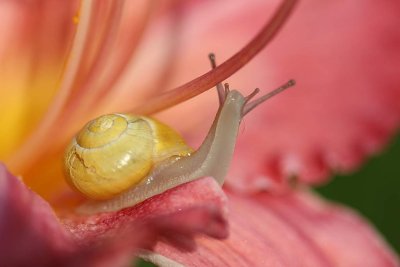 UNE SIMPLE GOUTTE DE ROSE