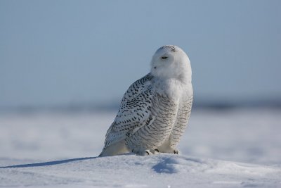 La PHOTO DU JOUR....21 DCEMBRE 2008........LE SEIGNEUR DES NEIGES..