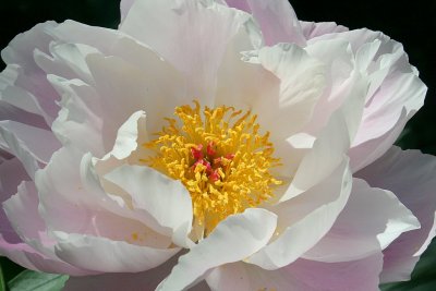 IL SUFFIT D'Y CROIRE.............. Avez-vous des rêves???