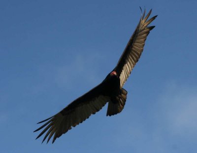 DE SI GROS OISEAUX...ils étaient si près