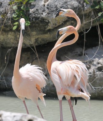  Il y a des flamants roses  Cayo-Guillermo