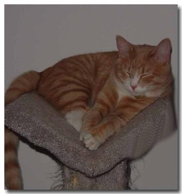 emmett taking a nap