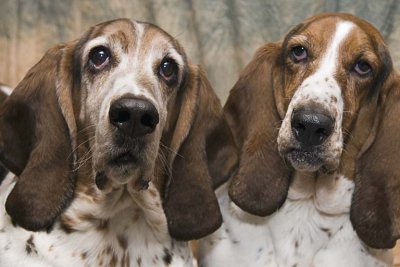 howard and stanley
