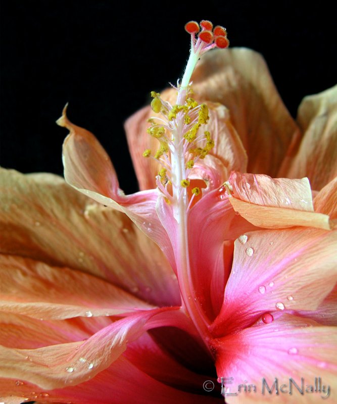 Maui Hibiscus