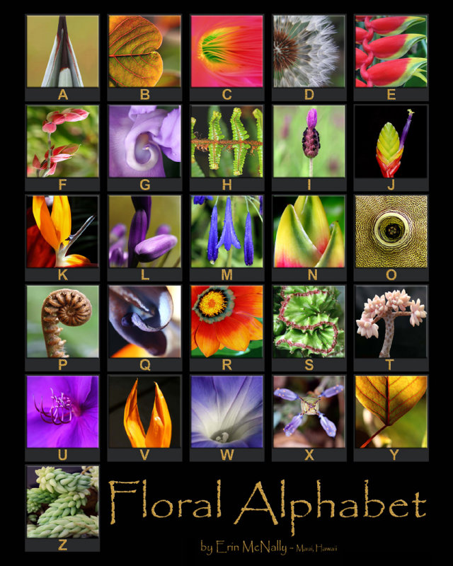 Floral Alphabet