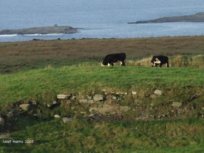 Lucky Cows