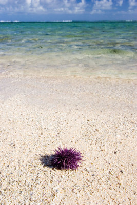 Sea Urchin, Mauritius