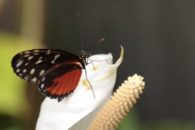 IMG_3435.JPG