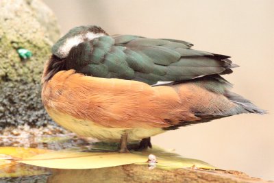 IMG_3466.JPG