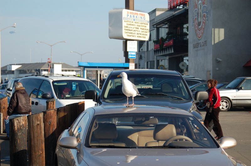 Fishermans Wharf Parking Attendant