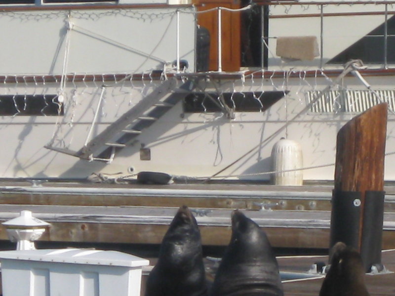 Pier39 Sea Lions