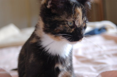 Lizzie