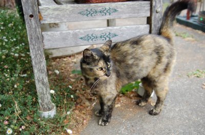 Mom Cat