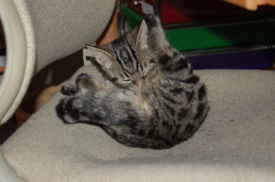 tabby r3