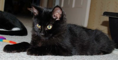 smudge 2