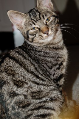 tabby 4