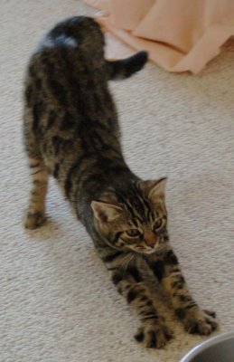 stretch