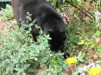 Smudge on the prowl July 09