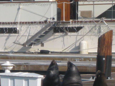 Pier39 Sea Lions