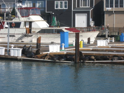 Pier39 Sea Lions