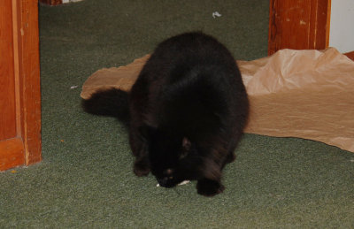 Photon absorber playing