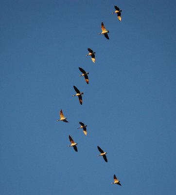 Eureka AM goose 1