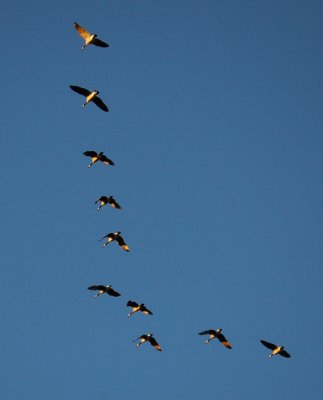 Eureka AM goose 2