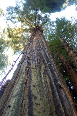 looking up: Redwood Park Eureka