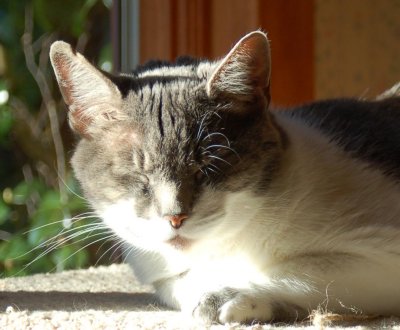 Sunface