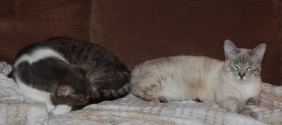 flashcats