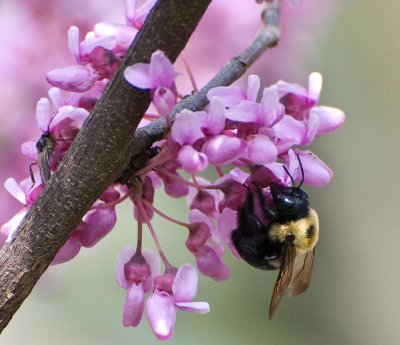 Bumble