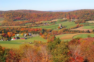 Fall Colors