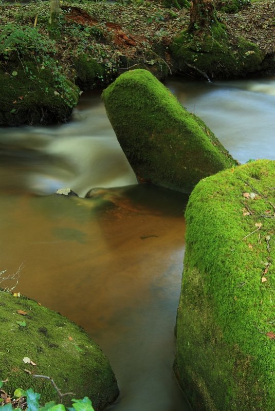 Moss on Granite