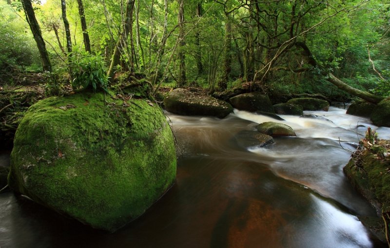 Large Vegetated Boulder Midstream